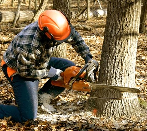 Tree Removal in Becket, MA